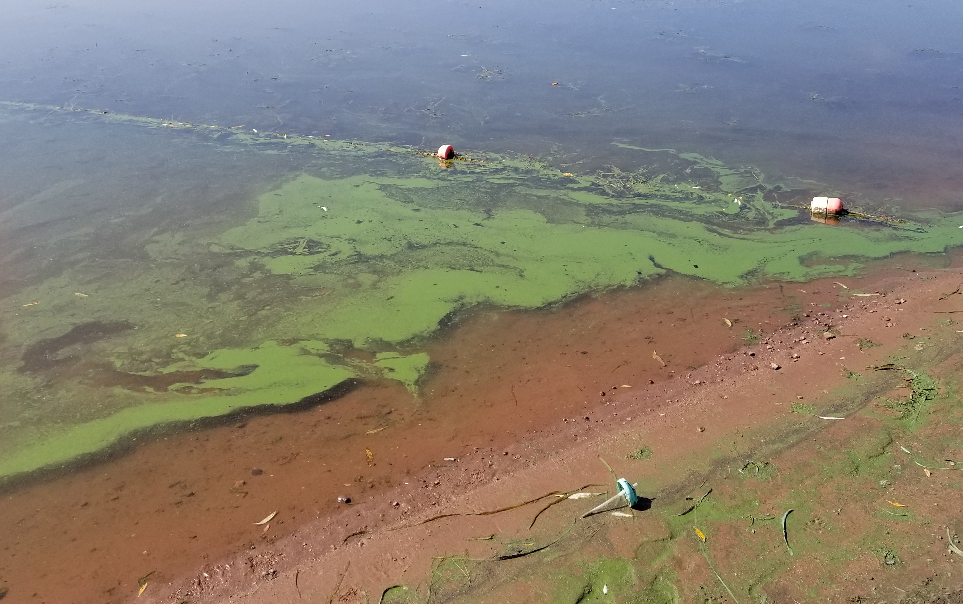 Cyanobacteria Bloom